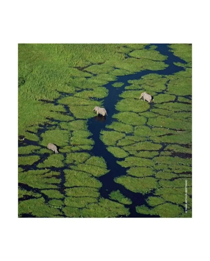 3 - AQUA ALLEGORIA FLORA SELVAGGIA - EAU DE TOILETTE Spray 125 ML